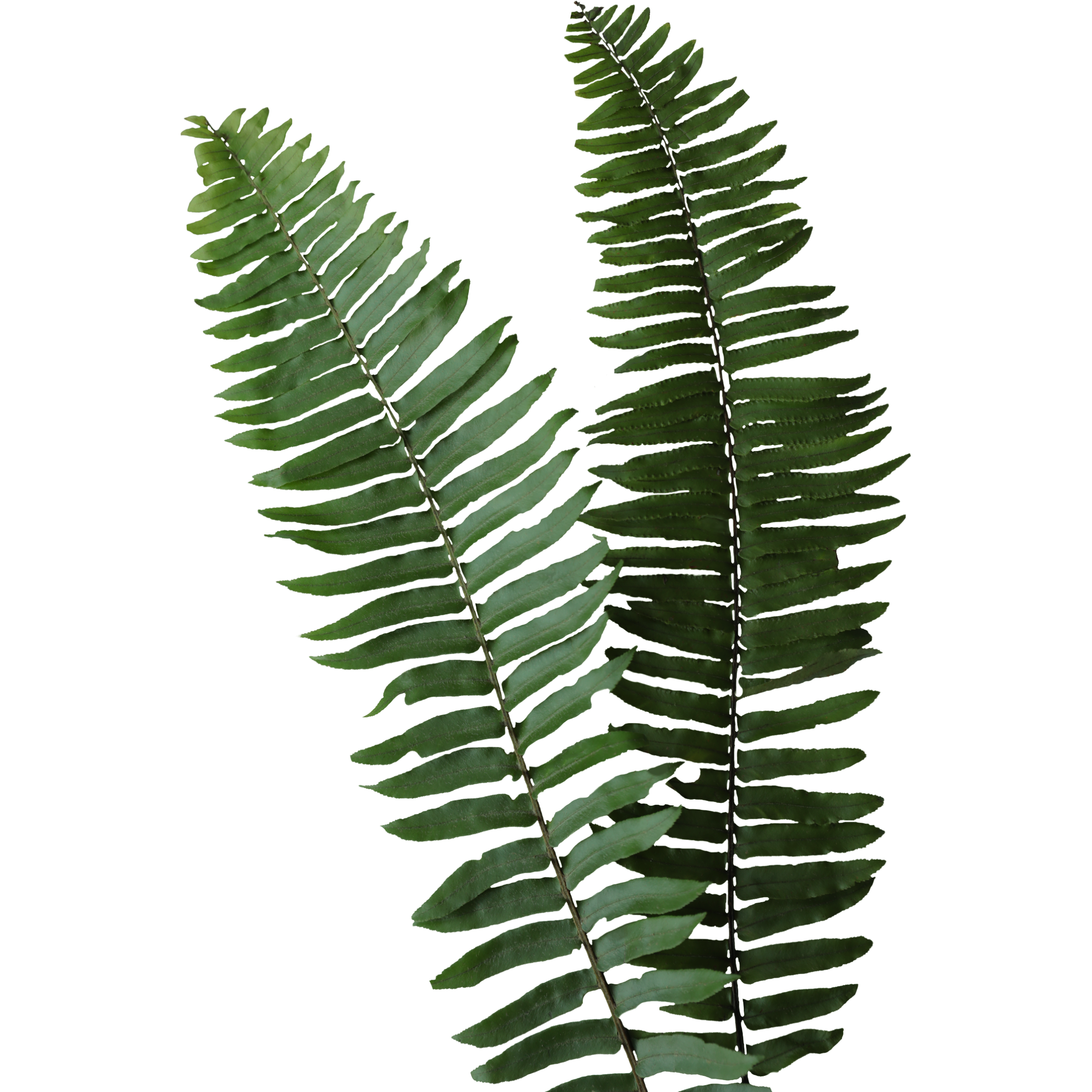 Kōlea